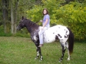 15.3hand Appaloosa Gelding For Sale