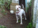 beautiful blue offspring pitbull puppies for sale 