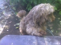 LOST TERIA DOG