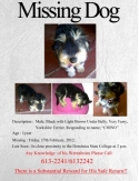 MISSING DOG!!!!!!!!