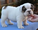 Cute English bulldog Puppy Available!