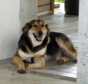 Missing Dog
