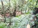 Land for sale in Bourne