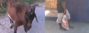 Goat thief caught trying to sell meat