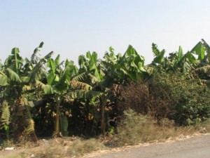 Banana industry affected by dry spell
