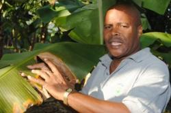 ST LUCIA: OECS official worried about cost of deadly fungus