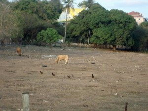 Effects of dry spell on Guadeloupe