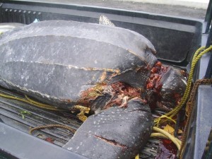 FULL STORY: Five men charged in connection with slaughtered turtle incident
