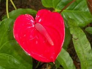 PHOTO OF THE DAY: Heart of the flower