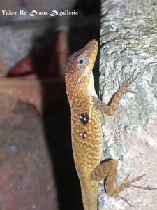 PHOTO OF THE DAY: The sexy lizard