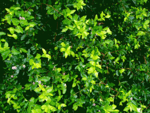 PHOTO OF THE DAY: Scenes of green