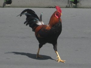 PHOTO OF THE DAY: Cock crossing