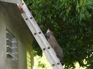 PHOTO OF THE DAY: Curiosity and the cat