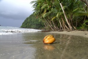 PHOTO OF THE DAY: Lone coconut faces the mighty Atlantic Ocean