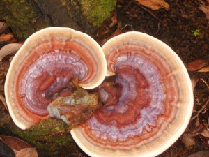 Mushroom on Segment 11 of Waitukubuli Nature Trail