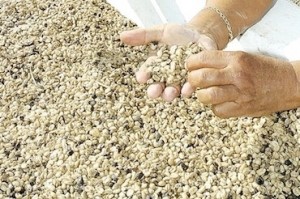 Jamaica begins shipping coffee to China