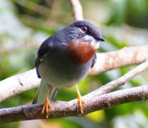 A call for the preservation of Dominica’s endemic birds