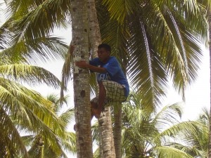PHOTO OF THE DAY: Anything for a coconut