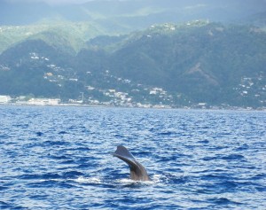 Survey shows whale watching in Dominica becoming major tourist attraction