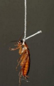 PHOTO OF THE DAY: Cockroach commits suicide
