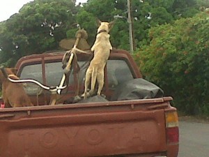 PHOTO OF THE DAY: Every dog has his day