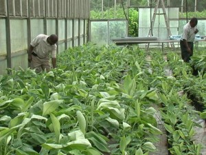 Ministry of Agriculture introduces new strategy to combat Black Sigatoka Disease