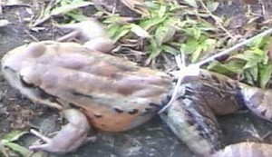 The Crapaud or Mountain Chicken