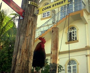 PHOTO OF THE DAY: Cock under Cork Street sign
