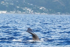BBC features Dominica’s whales