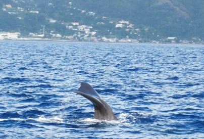Dominica victorious at first ever Whalefest