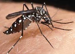 Dengue is transmitted by the Aedes aegypti mosquito