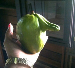 PHOTO OF THE DAY: Strange grafted mango