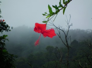 Peak of perfection: Australian writer describes experience in Dominica