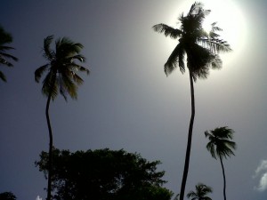 PHOTO OF THE DAY: Sun meets coconut tree