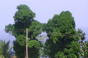 PHOTO OF THE DAY: Interesting tree formation