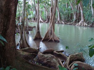 PHOTO OF THE DAY: Mangrove swamp in Woodfordhill