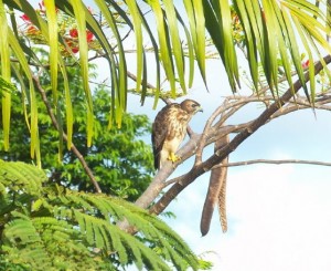 PHOTO OF THE DAY: Hawk liming in Flamboyant tree