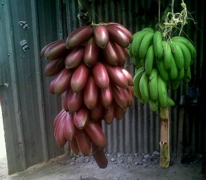 PHOTO OF THE DAY: Fruits of nature