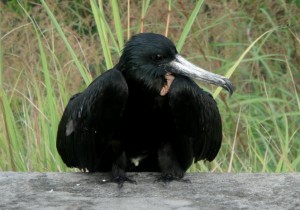 A bird seen near Dubique