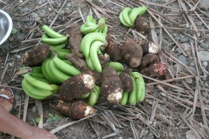 PHOTO OF THE DAY: All shall eat