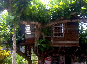 PHOTO OF THE DAY: The tree house