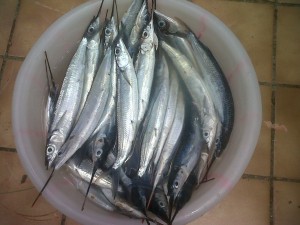 PHOTO OF THE DAY: Bounty from the sea