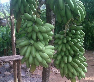 PHOTO OF THE DAY: Fruits of paradise