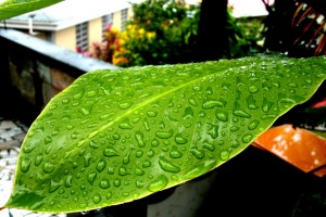 PHOTO OF THE DAY: Fresh raindrops