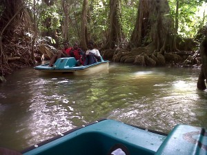 PHOTO OF THE DAY: In the swamps