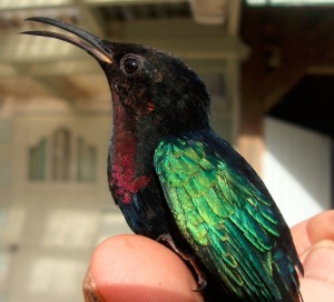 PHOTO OF THE DAY: The hummingbird