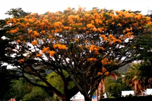 PHOTO OF THE DAY: In full bloom