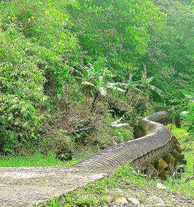 PHOTO OF THE DAY: A monster in Laudat?