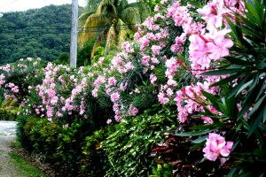 PHOTO OF THE DAY: Flowers in bloom