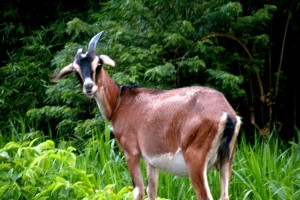 PHOTO OF THE DAY: Beeeaat that pose
